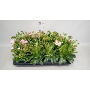 Lewisia cot.