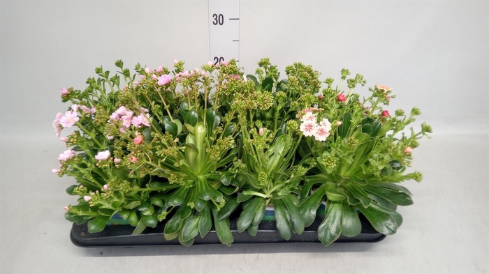 <h4>Lewisia cot.</h4>