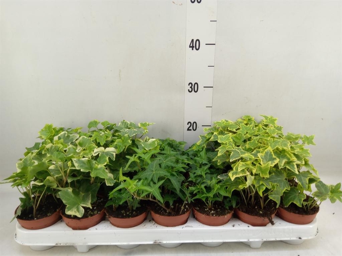 <h4>Hedera   ...mix</h4>