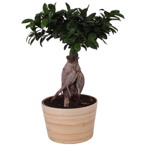 Ficus m. Ginseng Ball Shape Ø20cm in Ø21cm Ceramic NT465