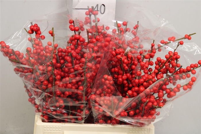 <h4>Ilex Ve Rode Bes</h4>