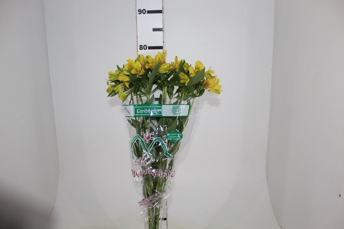 <h4>ALSTROEMERIA CARIBBEAN 080 CM</h4>