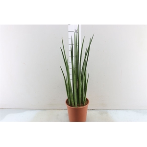 Sansevieria Mikado