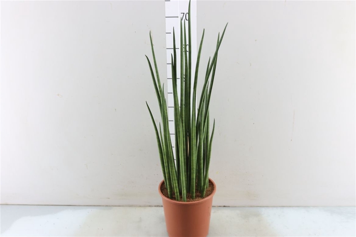 <h4>Sansevieria Mikado</h4>