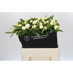 Paeonia Duchesse De Nemours