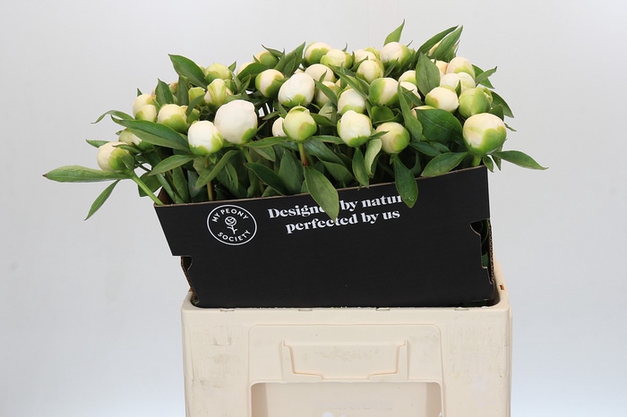 Paeonia Duchesse De Nemours