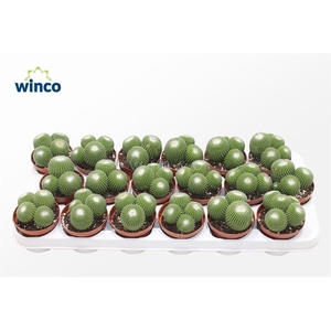 Notocactus Leninghausi Inermis (group)