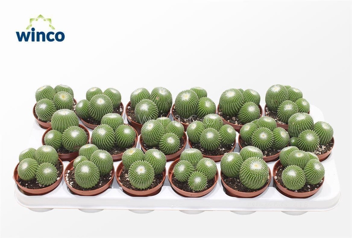 <h4>Notocactus Leninghausi Inermis (group)</h4>