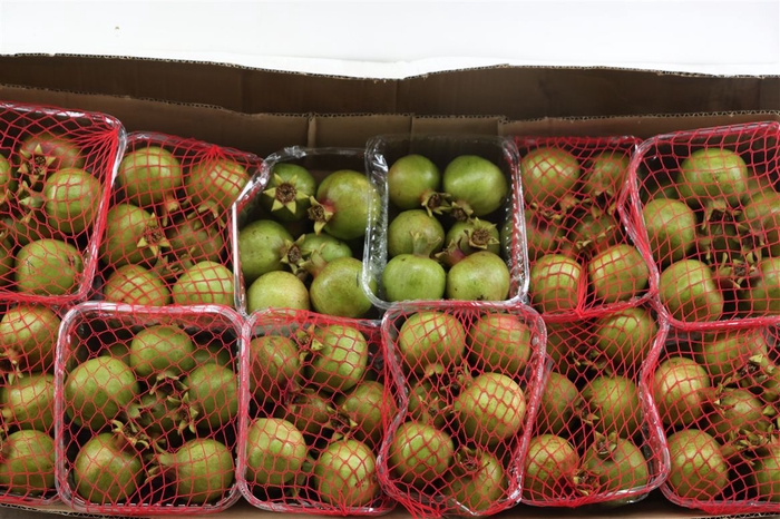 <h4>Sier Granaatappel Red Green X10 P Box</h4>
