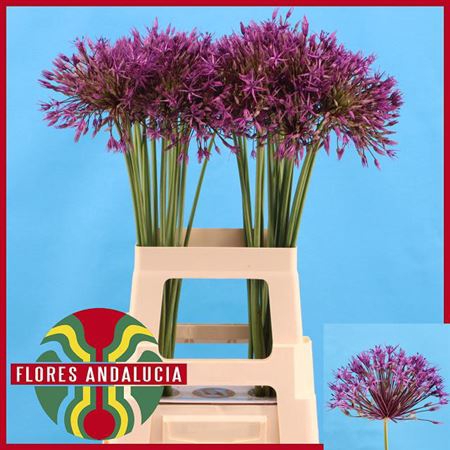Allium Purple Rain