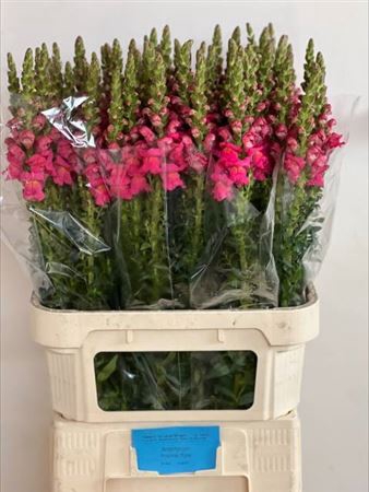 <h4>Antir Potomac Rose</h4>