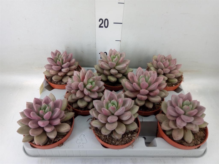 <h4>Succulents   ...</h4>