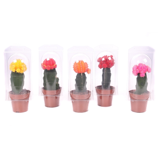 <h4>Cactus geent 8,5 cm in solo blister</h4>