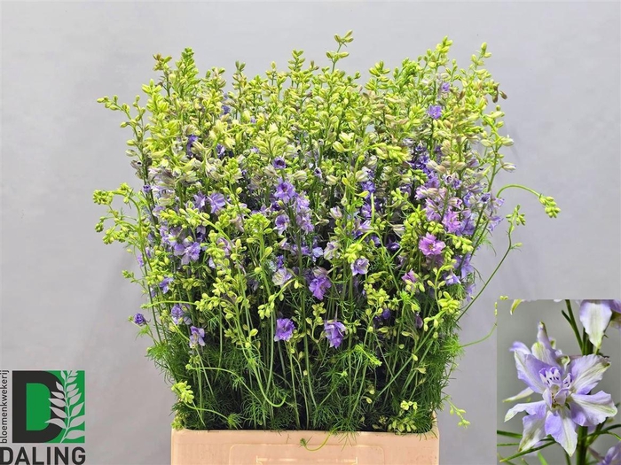 <h4>Delph Cons R Qis Violet Lilac</h4>