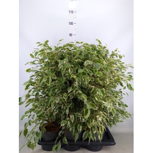Ficus benja. 'Twilight'