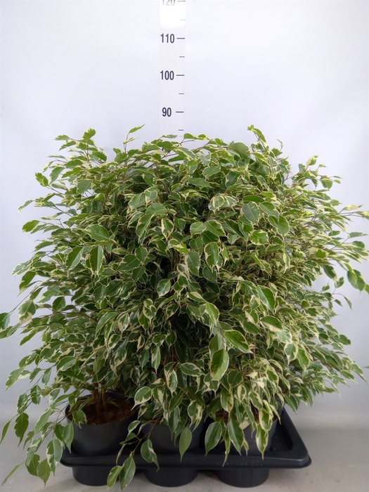 <h4>Ficus benja. 'Twilight'</h4>