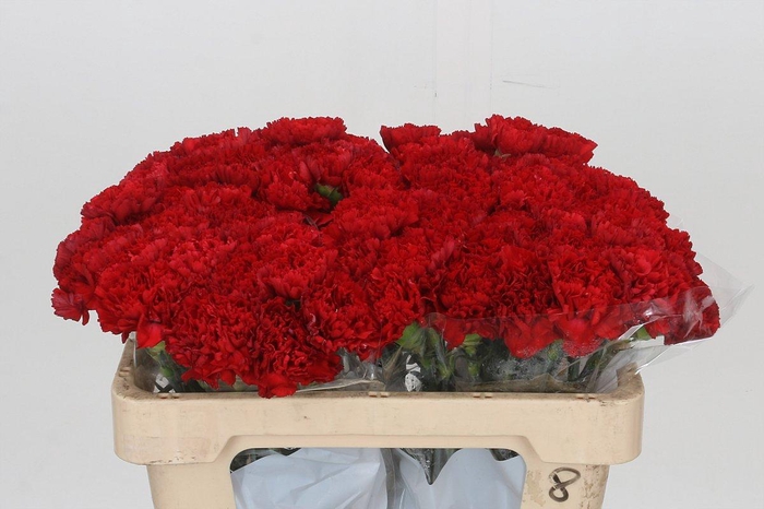 <h4>Dianthus St Gennaro</h4>