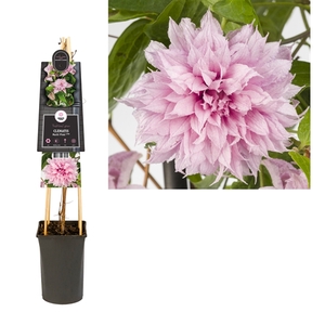 Clematis Multi Pink® PBR +3.0 label