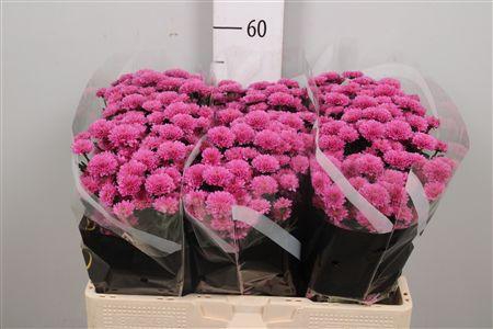 <h4>Chr S Miller Lavende</h4>