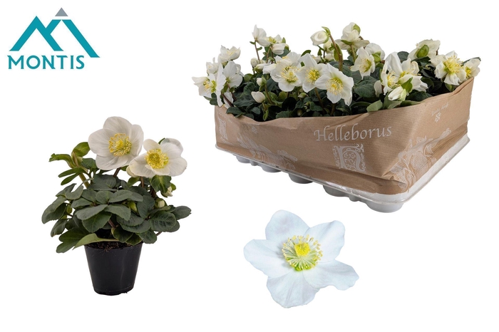 <h4>Helleborus niger Christmas Carol</h4>