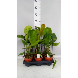 Anthurium   ...