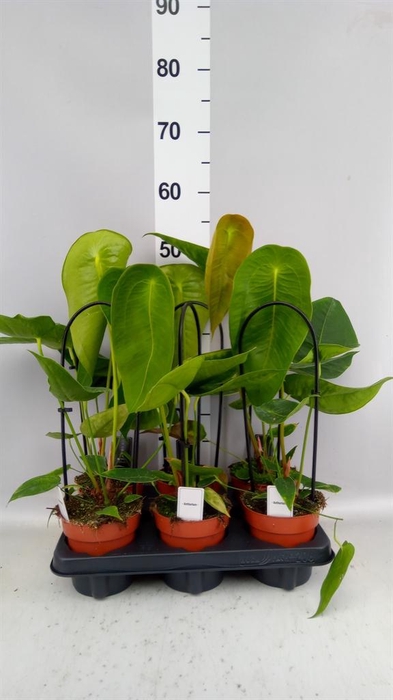 <h4>Anthurium   ...</h4>