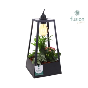 Lantaarn met lamp en Arrangement