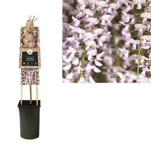 Wisteria floribunda 'Rosea' 3.0+3.0 label