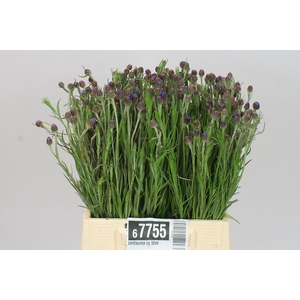 Centaurea Cy Blue