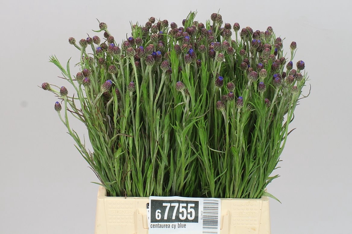 <h4>Centaurea Cy Blue</h4>