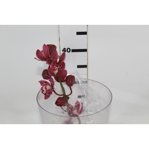 CYMBIDIUM VINHO