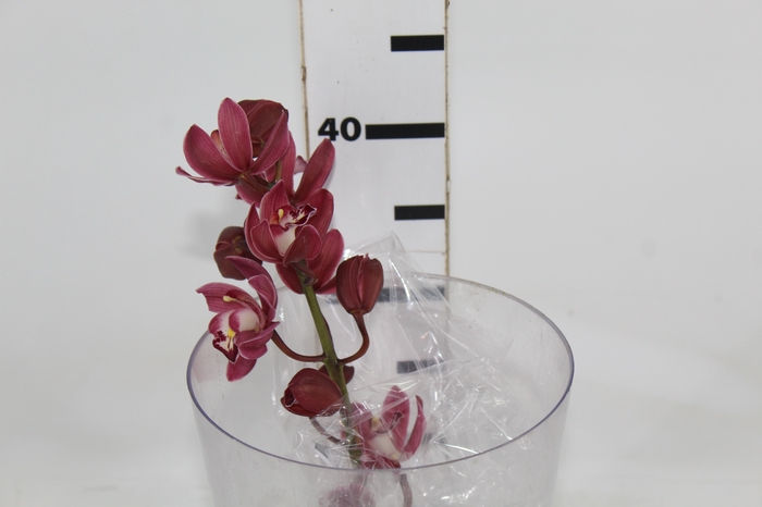 <h4>CYMBIDIUM VINHO</h4>