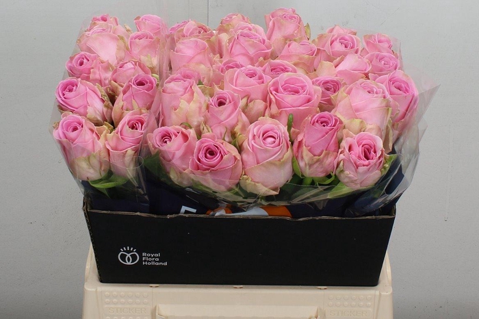 <h4>R Gr Heidi!</h4>