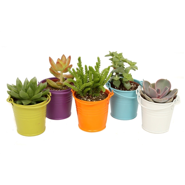 <h4>Succulent gekleurd zink 5,5 cm</h4>