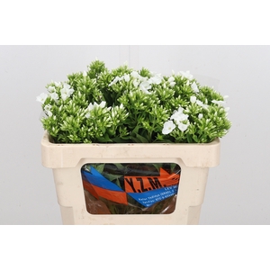 Phlox P Whitecap