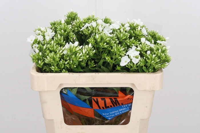 <h4>Phlox P Whitecap</h4>