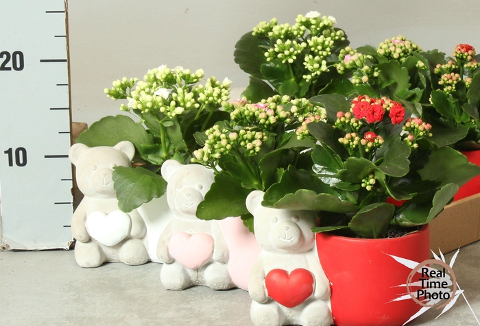 <h4>ARR KAMERPL</h4>