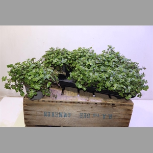Callisia Repens
