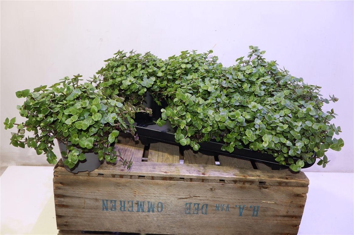 <h4>Callisia Repens</h4>