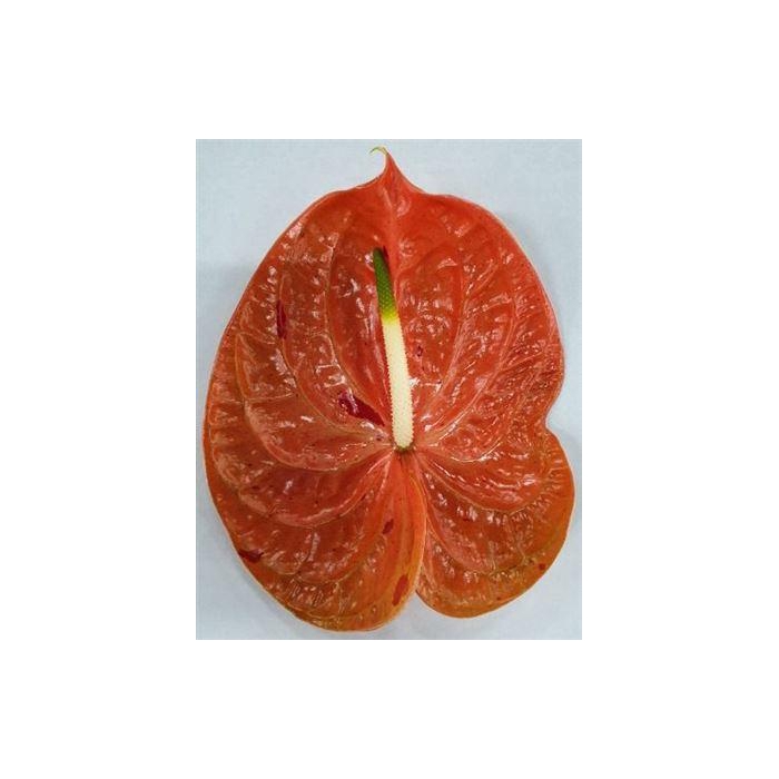 <h4>Anthurium Sparkle</h4>