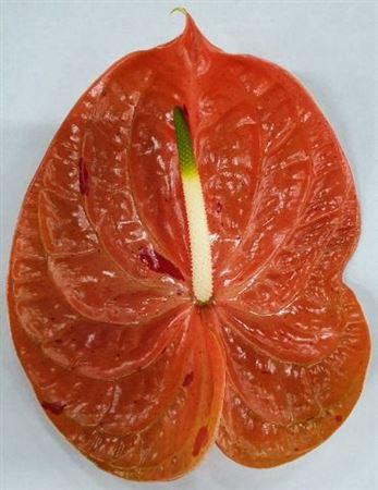 Anthurium Sparkle