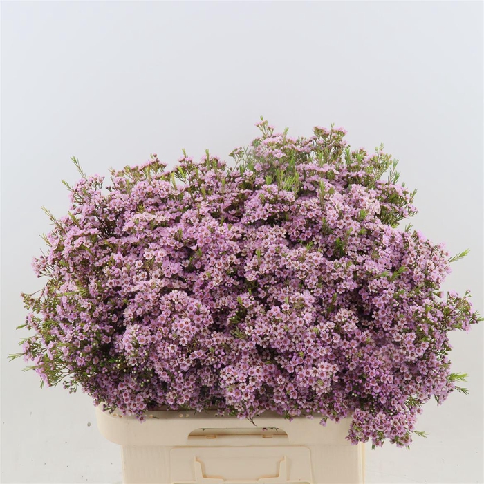<h4>Chamelaucium uncinatum 'Phoebe'</h4>