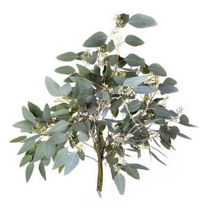 EUC. POPULUS 55CM PORTUGAL