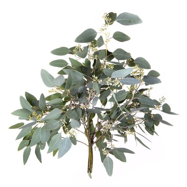 EUC. POPULUS 55CM PORTUGAL