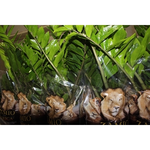 ZAMIOCULCAS P24