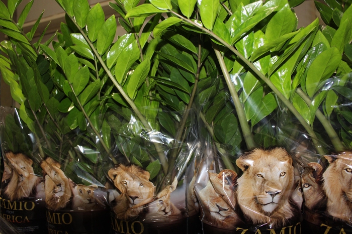 <h4>ZAMIOCULCAS P24</h4>