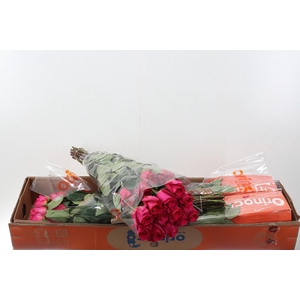 R Gr Pink Floyd Box Fu