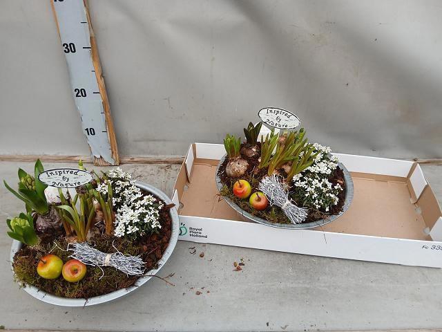 <h4>ARR BOL KNOLGEWAS</h4>