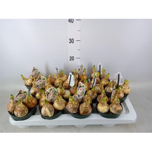 Narcissus taz. 'Geranium'