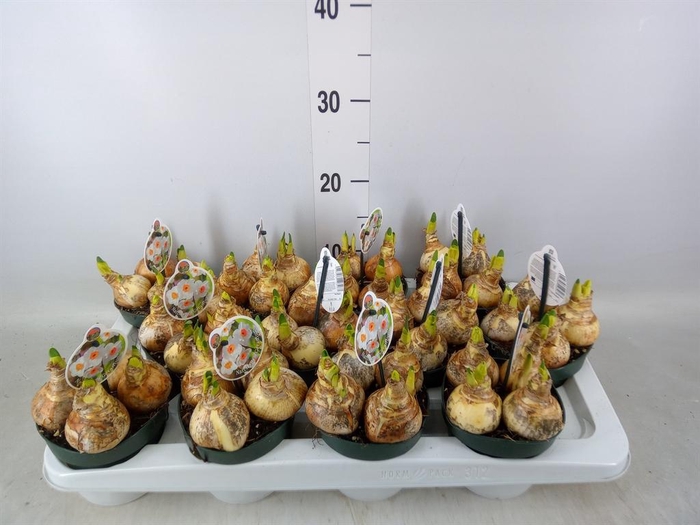 <h4>Narcissus taz. 'Geranium'</h4>